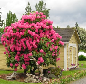 A beautiful Port Gamble  Rhody in bloom!