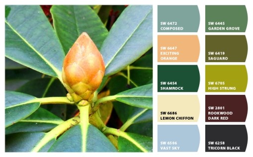 Sherwin Williams chip card from a Rhody bud