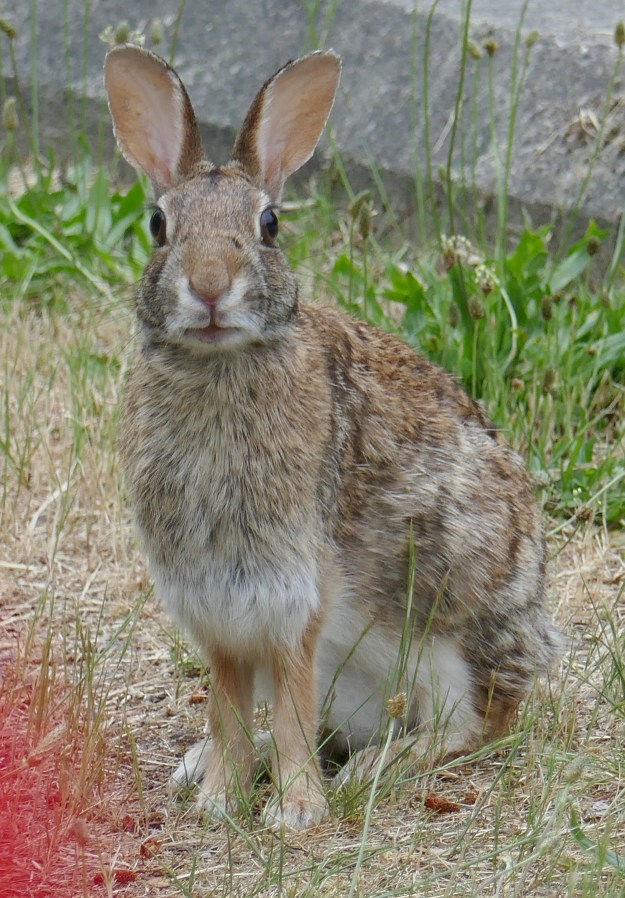 wild rabbit